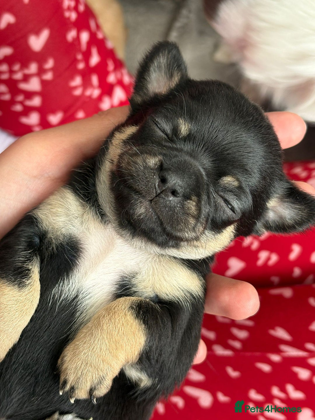 Chihuahua dogs for sale: Long Haired Applehead puppies - Advert 6