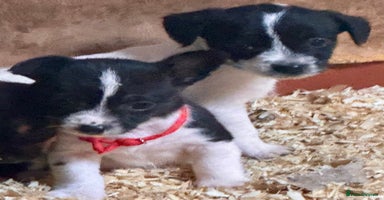 Mixed Breed dogs - Advert 14