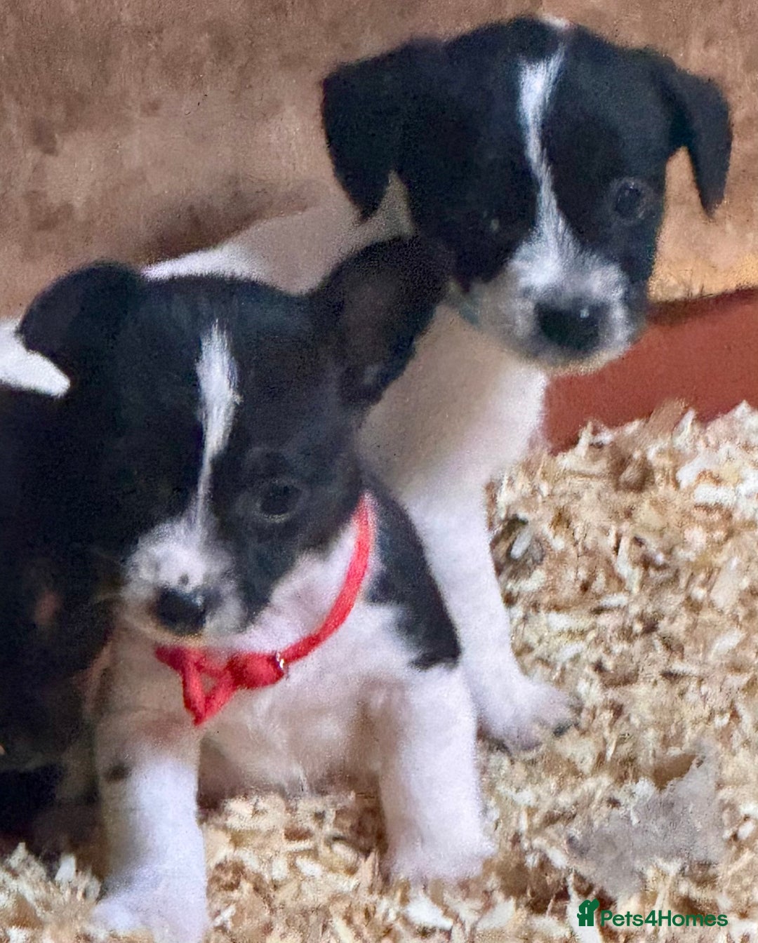 Mixed Breed dogs for sale: 5 stunning tiny miniature Chihuahua X terrier - Image 3