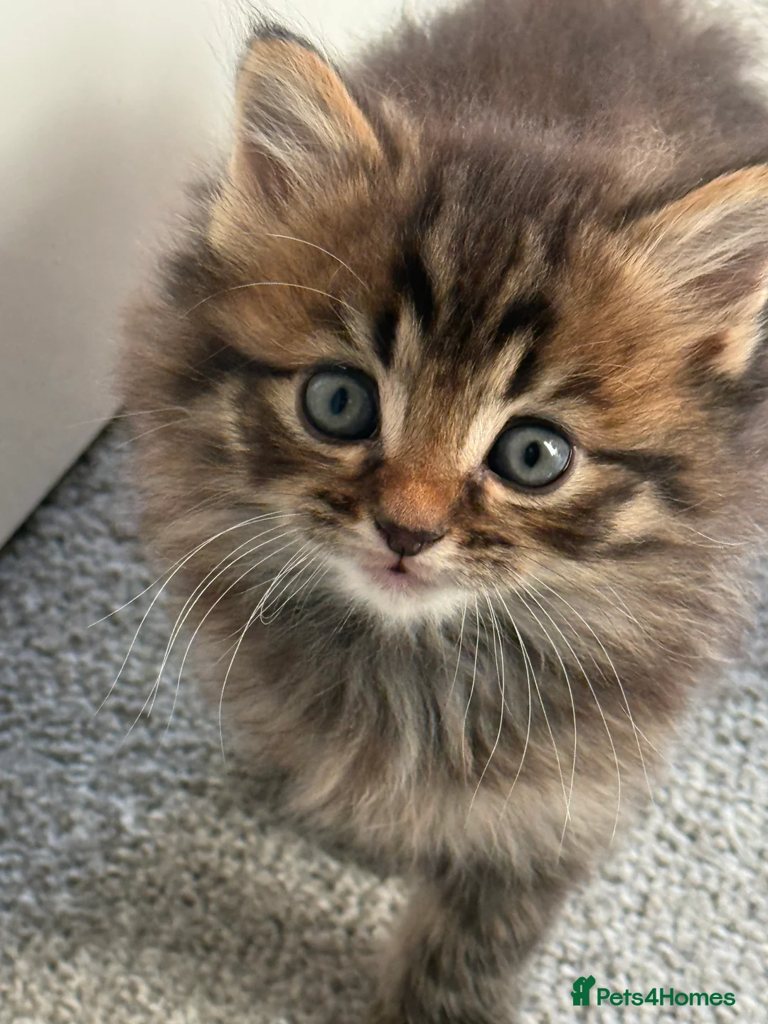 Mixed Breed cats for sale: Beautiful mixed breed kittens  - Advert 1