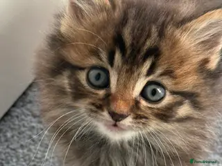 Mixed Breed cats Beautiful mixed breed kittens - Advert 1