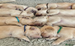 Golden Retriever dogs for sale: 🤍🧸 KC Pure Pedigree Home Raised GR Puppies - Image 2