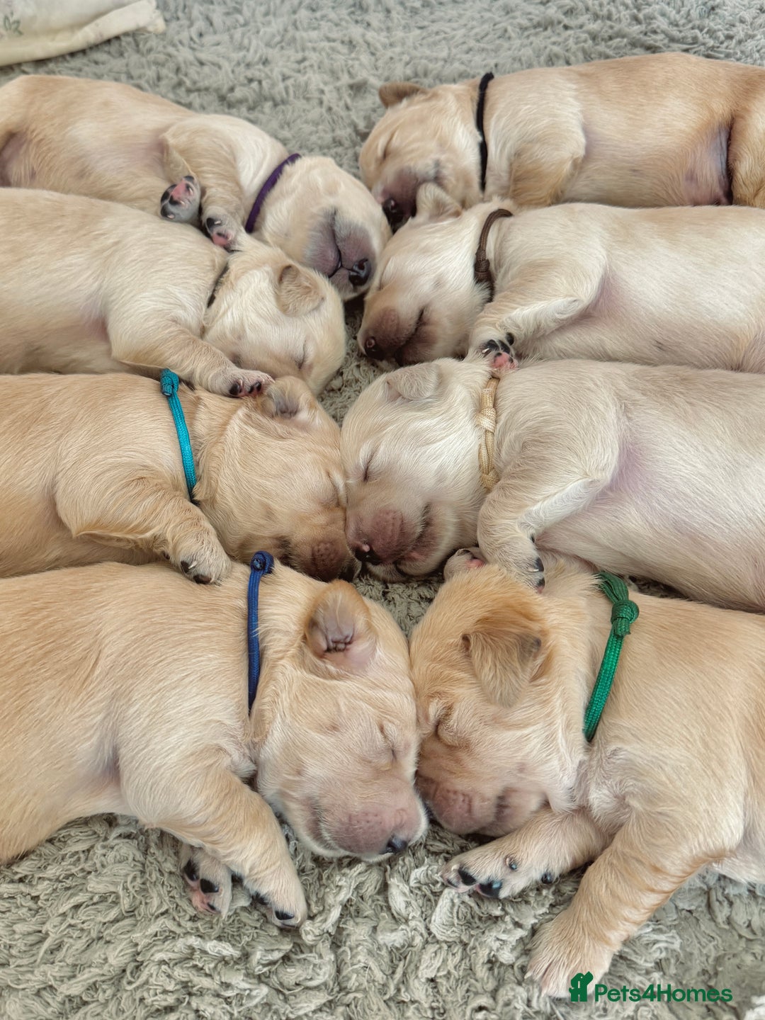 Golden Retriever dogs for sale: 🤍🧸 KC Pure Pedigree Home Raised GR Puppies - Image 2