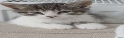 Mixed Breed cats for sale: 5 beautiful tabby kittens  in Ilford - Advert 4