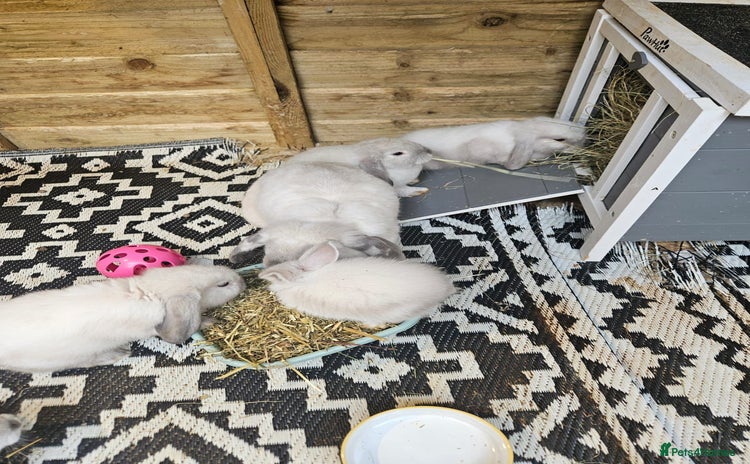 Mini Lop rabbits - Advert 1