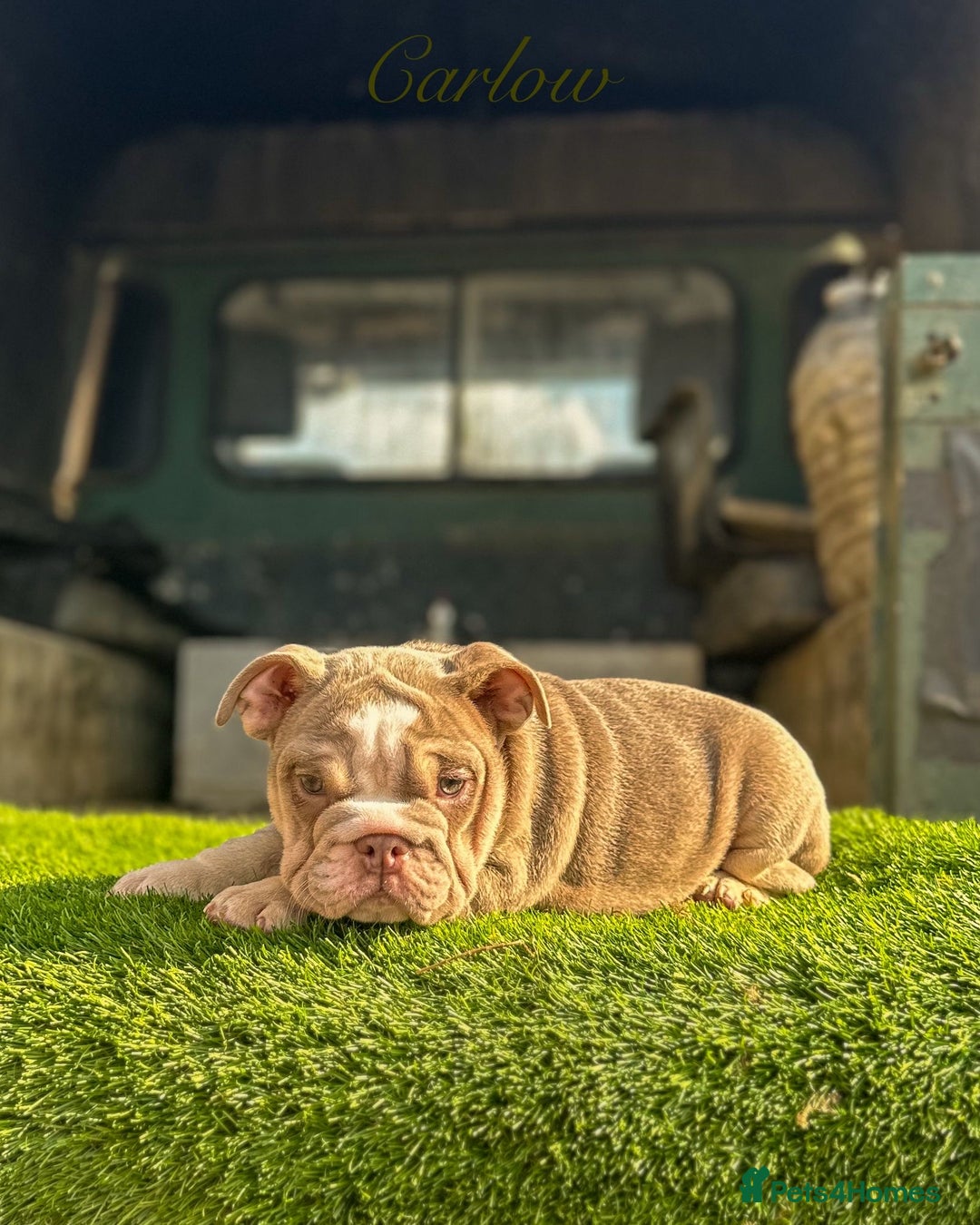 English Bulldog dogs for sale: 🔥 THE JACKPOT PUPPIES ARE HERE 🔥 - Image 5