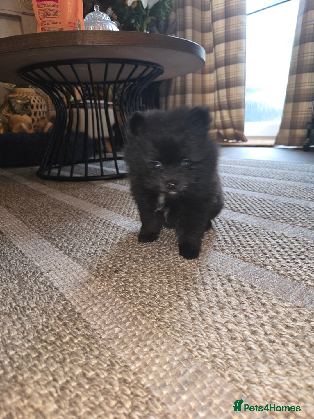 Pomeranian dogs for sale: Pomeranian miniature puppies  - Image 7
