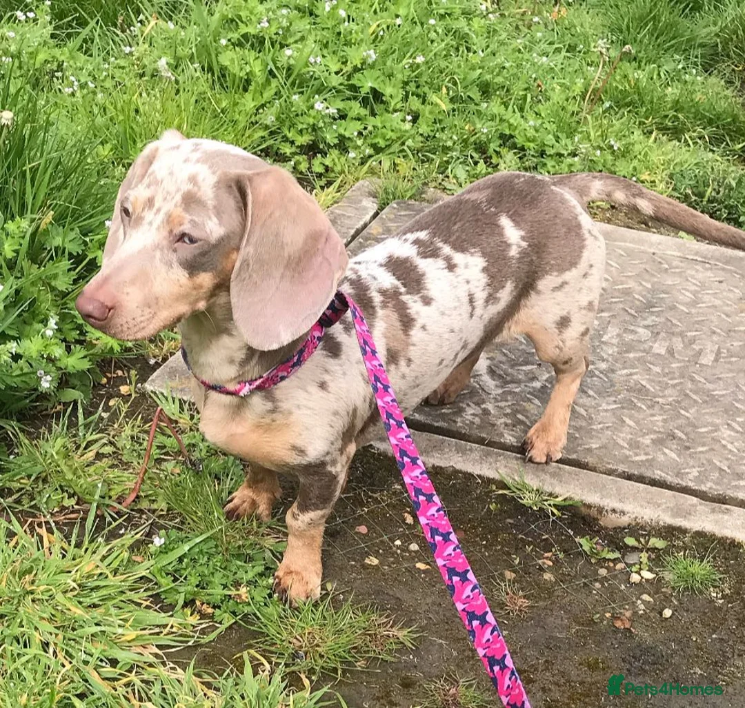 Miniature Dachshund dogs for sale: GORGEOUS KC Registered Miniature Dachshund Puppies in Hoddesdon - Advert 1