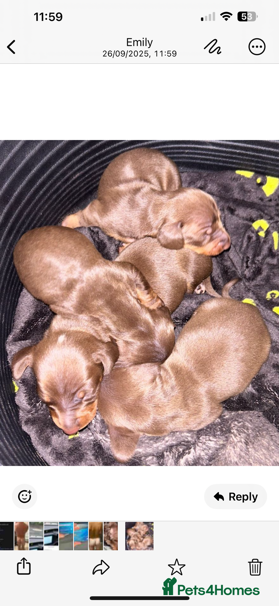 Dachshund dogs for sale: Beautiful miniature dachshunds ready now  - Image 5