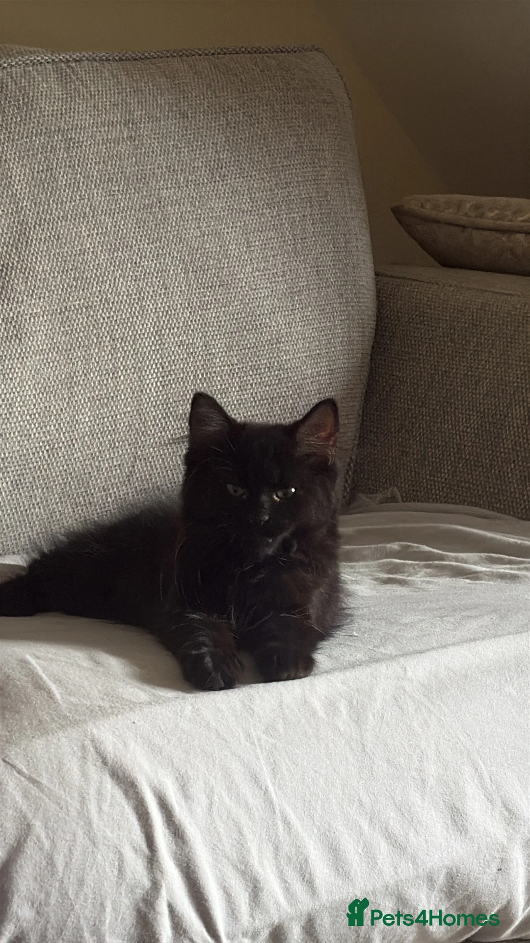 Mixed Breed cats for sale: Female Kitten Looking for a Loving Home in Oakham - Advert 3