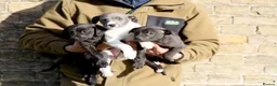 Mixed Breed dogs for sale: 🐾 Whippet × Lurcher Puppies 🐾 - Advert 5