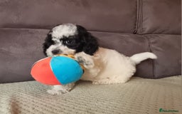 Cockapoo dogs for sale: Fully Vaccinated Best Friend Sofa Companions 🥰   - Image 2