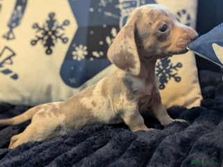 Miniature Dachshund dogs Miniature dachshund puppies - Advert 3