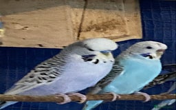 Budgerigars birds for sale: 3 pairs of budgies, searching for new homes  - Image 3