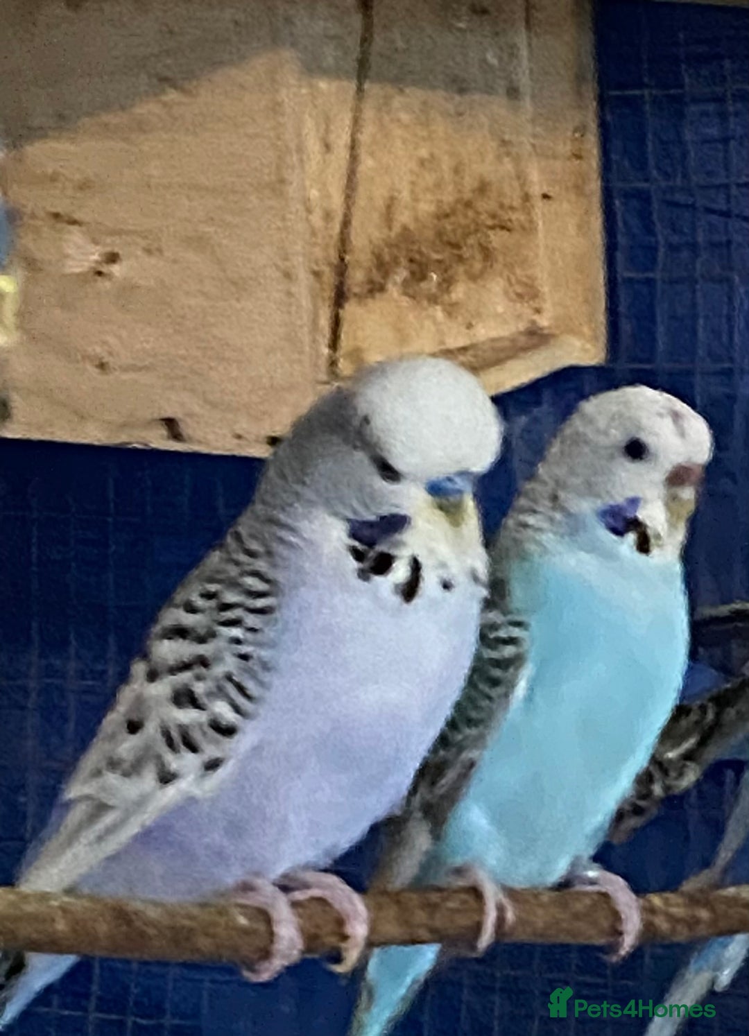 Budgerigars birds for sale: 3 pairs of budgies, searching for new homes  - Image 3