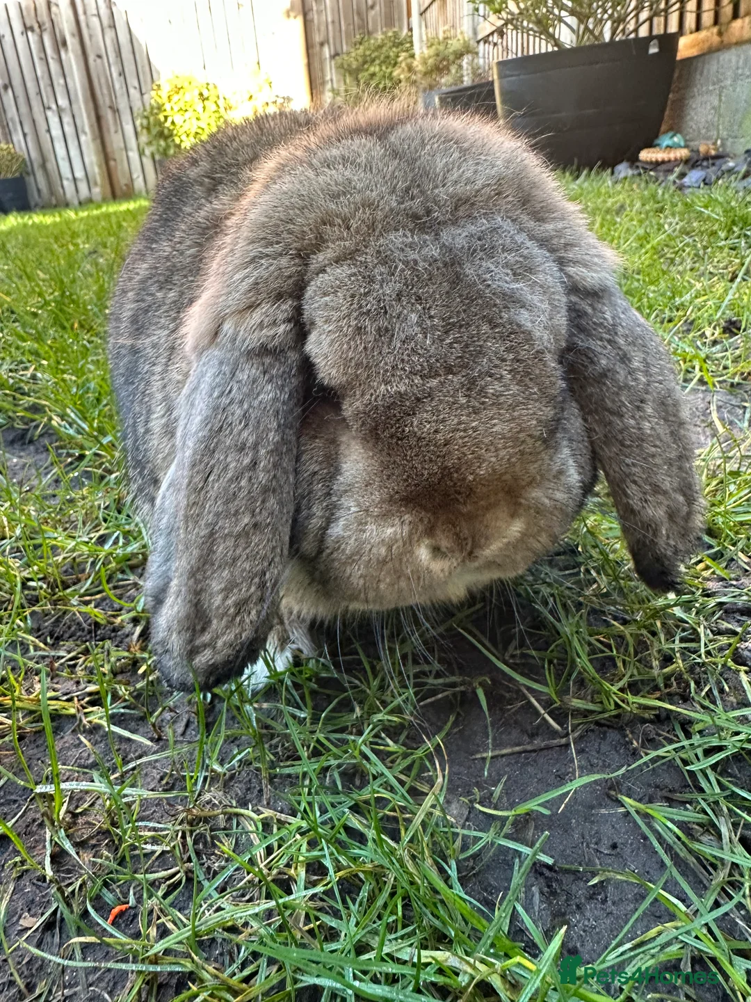 French Lop rabbits for sale: Beautiful French Lop Rabbits For Sale  - Advert 8