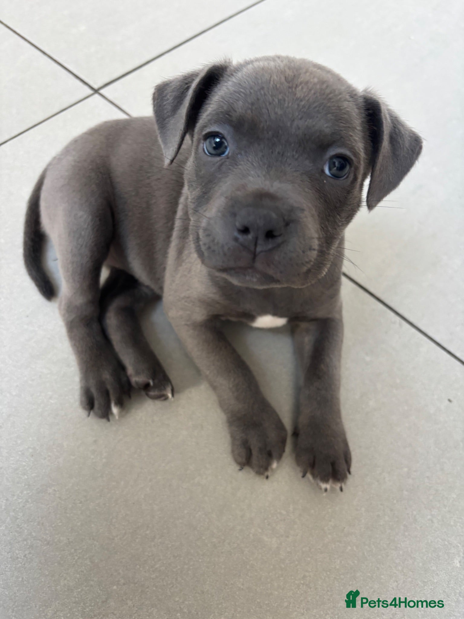 Staffordshire Bull Terrier dogs *Avail 15th July* Blue Staff Bull Terrier Puppies  - Advert 1