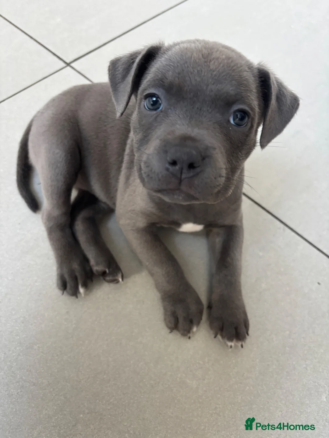 Staffordshire Bull Terrier dogs for sale: 3 Left *Avail 15th July* - Blue Staff Puppies  - Advert 1