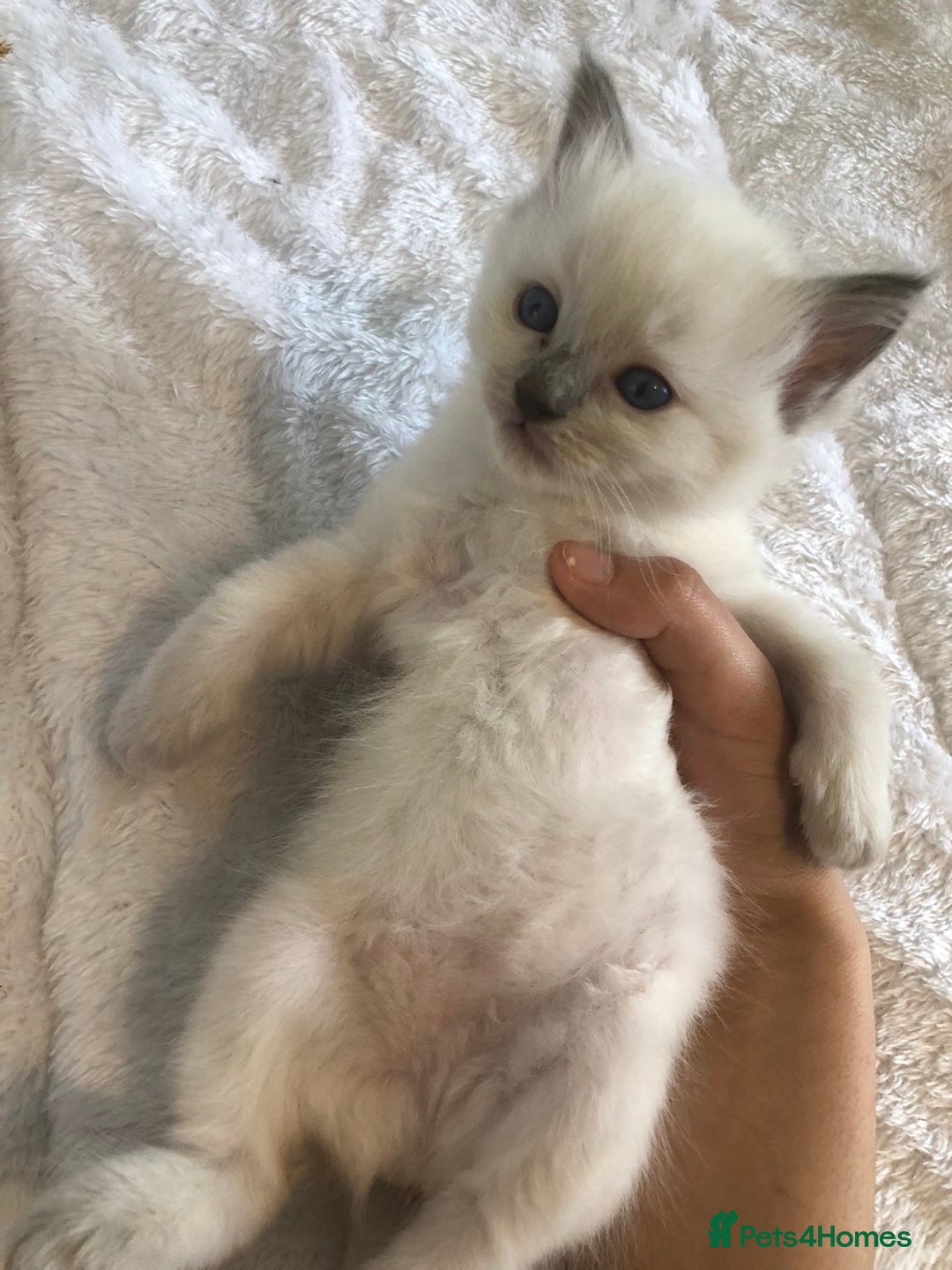 Ragdoll cats for sale: 🐾 1 Ragdoll Kitten (F) Left! - Parents GCCF 🐾 - Advert 26