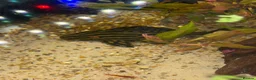 Plecos fish for sale: L027C Royal Thunder aka Golden line panaque  - Advert 10