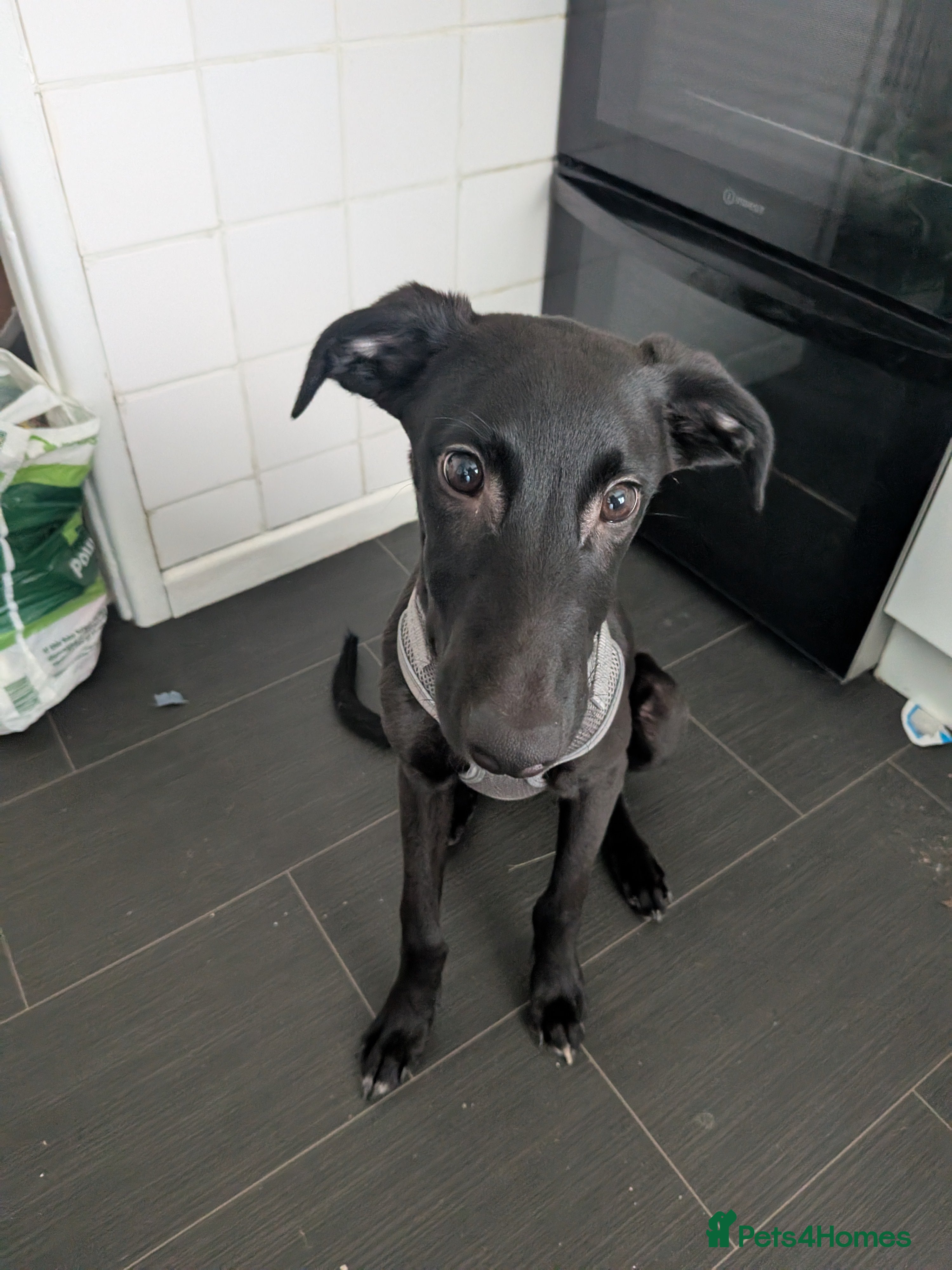 Mixed Breed dogs Lurcher Cross - Advert 13