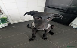 Mixed Breed dogs for sale: Lurcher Cross - Image 1