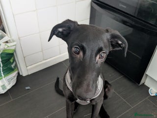 Mixed Breed dogs - Advert 15