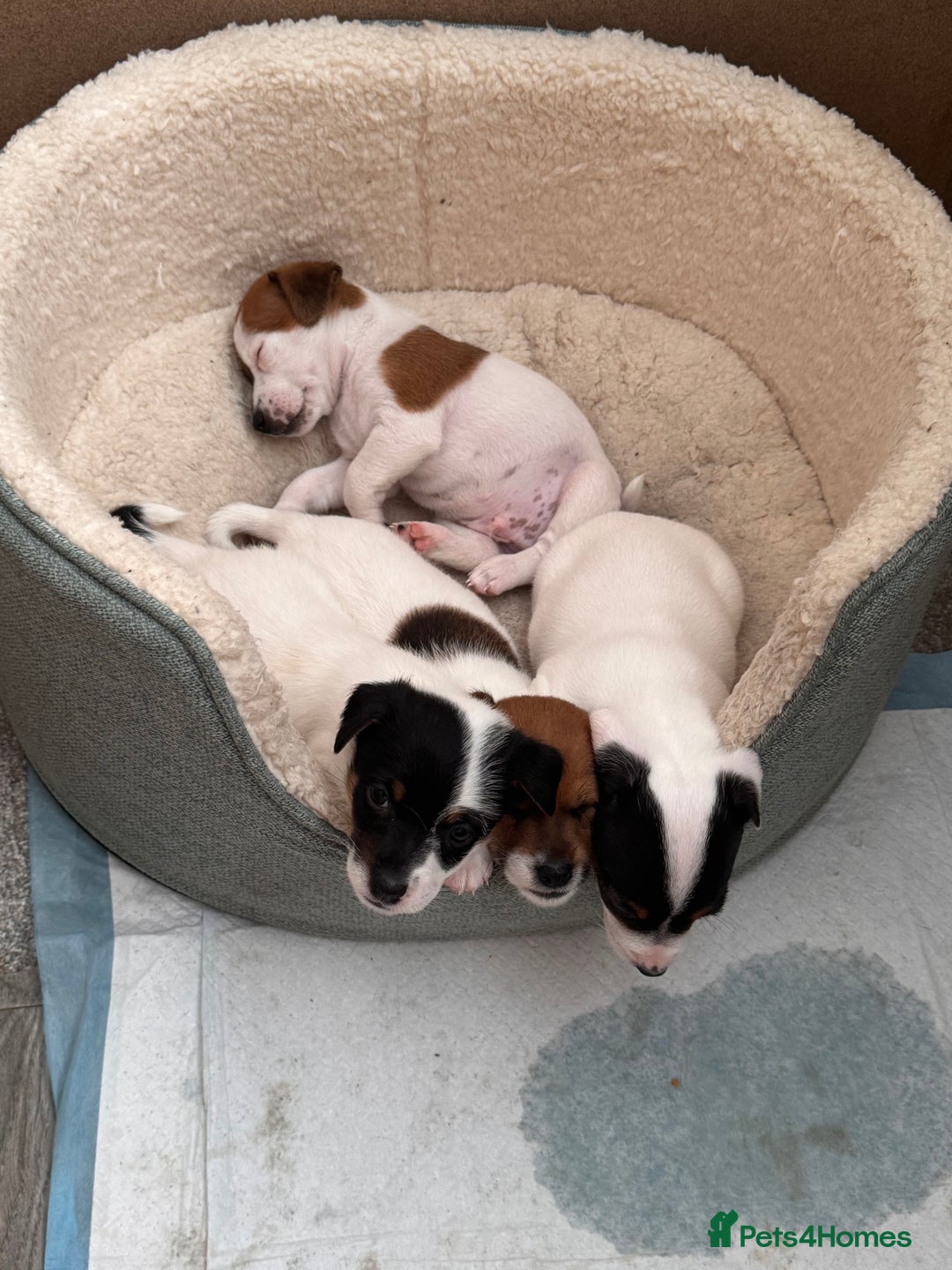 Jack Russell dogs for sale: Jack Russle puppies  - Image 12