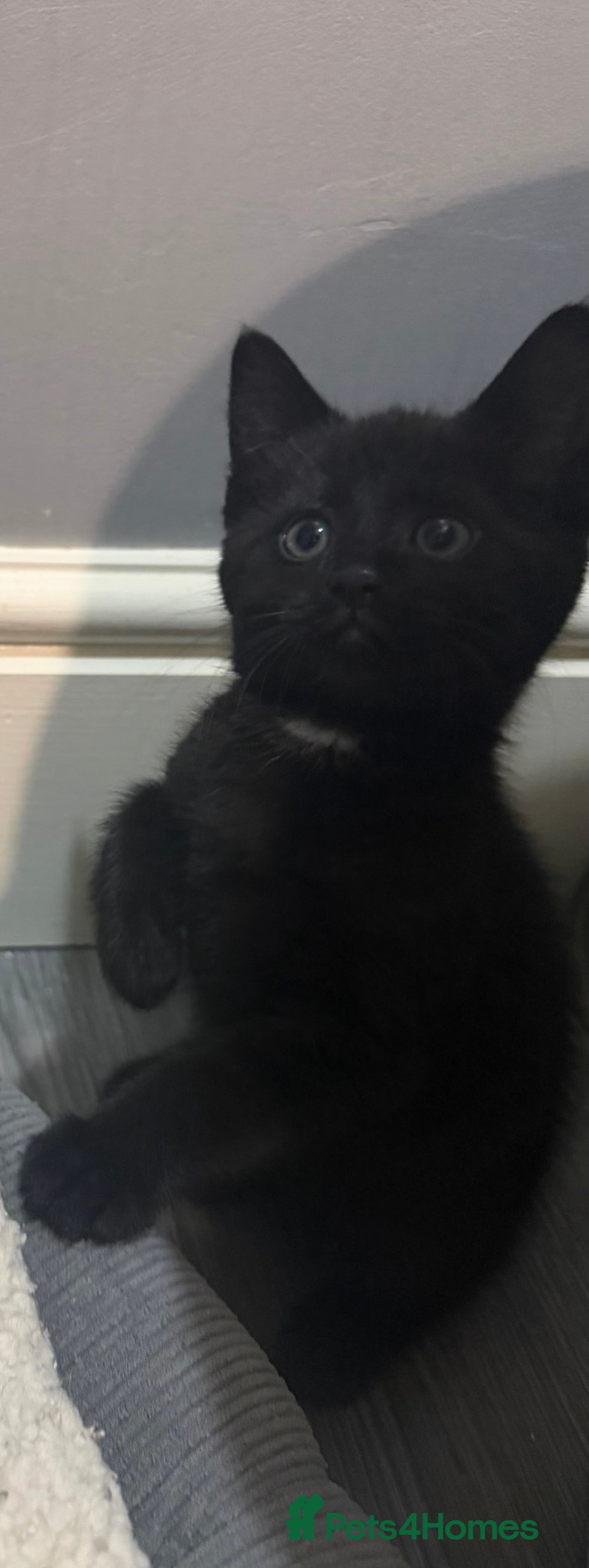 Mixed Breed cats for sale: 5 kittens for sale - Advert 6