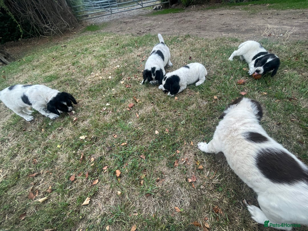 Sprocker dogs for sale: 5x gorgeous sprocker spaniel puppies for sale - Image 4