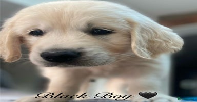 Golden Retriever dogs - Advert 5