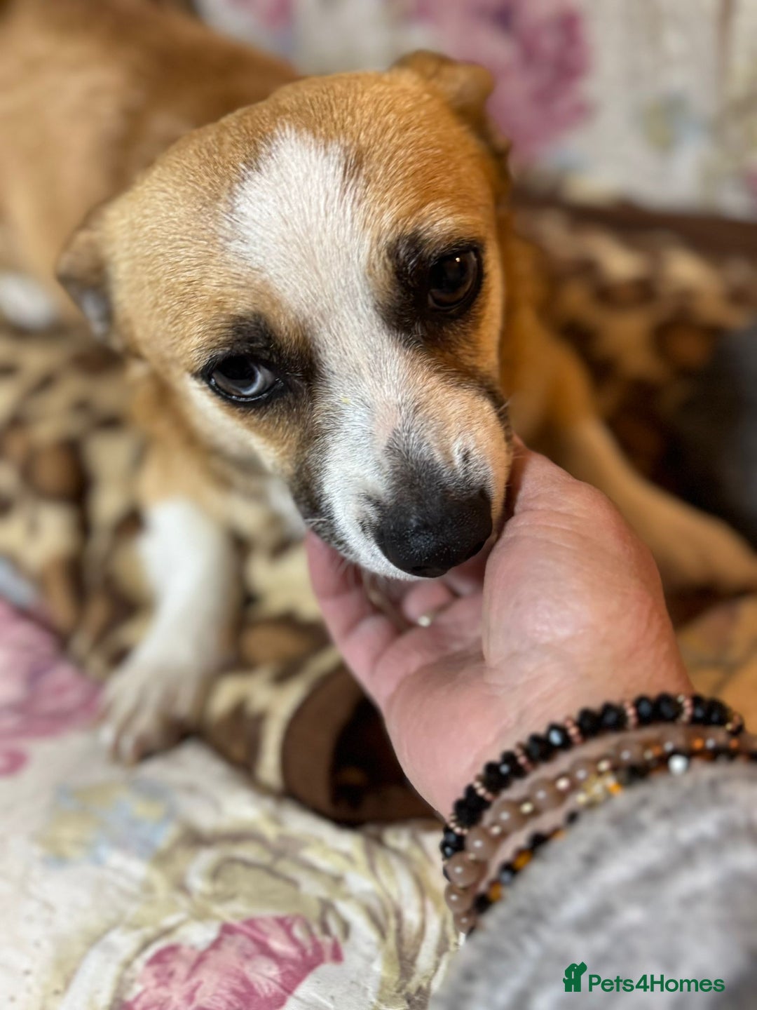 Mixed Breed dogs for adoption: FINN - a Lovely little puppy boy for a Loving Home - Image 12