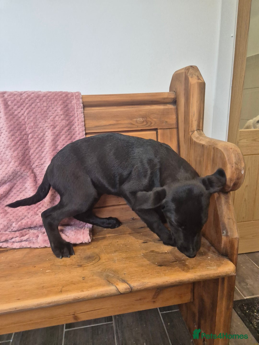 Labrador Retriever dogs for sale: Male labrador - Image 3