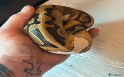 Python Snake reptiles for sale: CHECK DESCRIPTION !!! - Image 4
