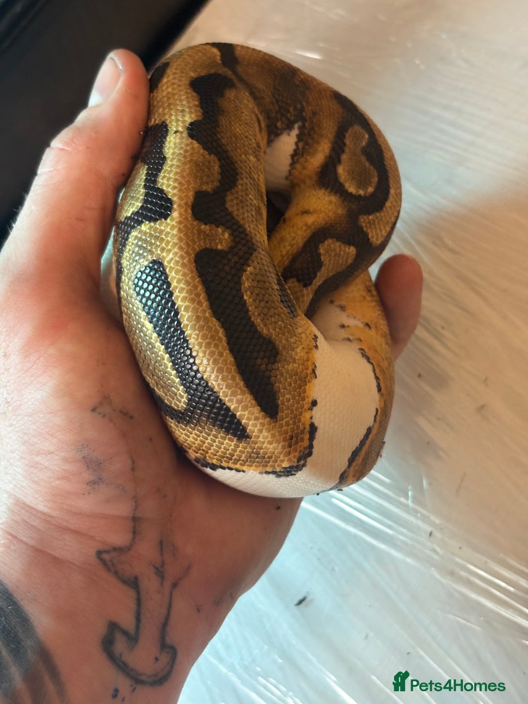 Python Snake reptiles for sale: CHECK DESCRIPTION !!! - Image 4