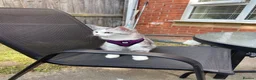 Mixed Breed cats for sale: Persian Chinchilla x British Shorthair – Milo  - Advert 7