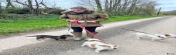 Jack Russell dogs for sale:  Tri coloured Jack Russel Pups! - Advert 8