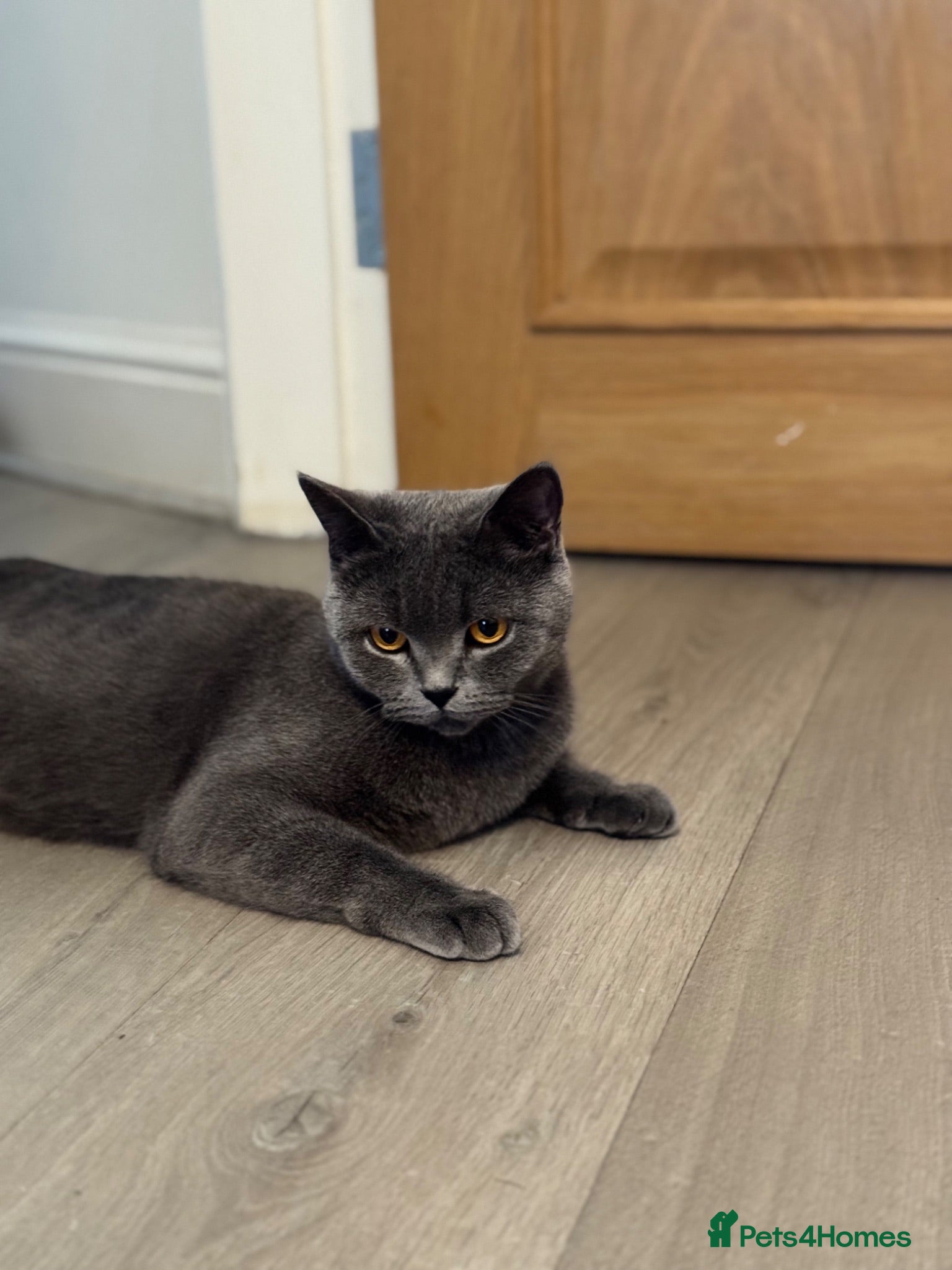 British Shorthair cats Only 2 Kittens female  - Advert 1