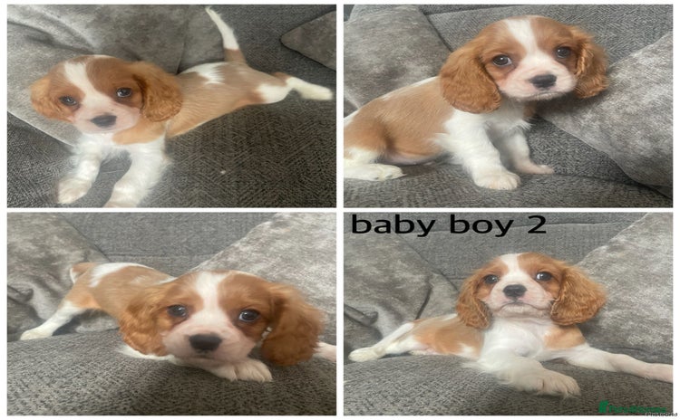 Cavalier King Charles Spaniel dogs - Advert 4