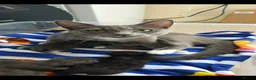 Mixed Breed cats for sale: little kittens - Advert 6