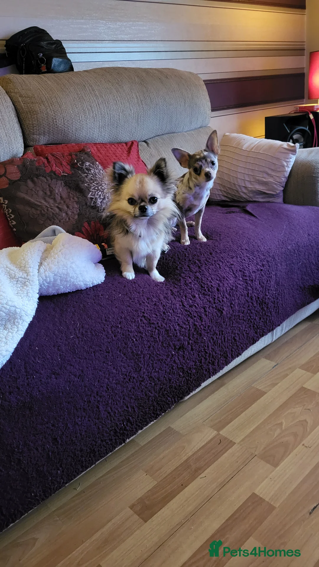 Chihuahua dogs for sale: Chiuahuah pups......lilac merle, fawn, white brown - Advert 3
