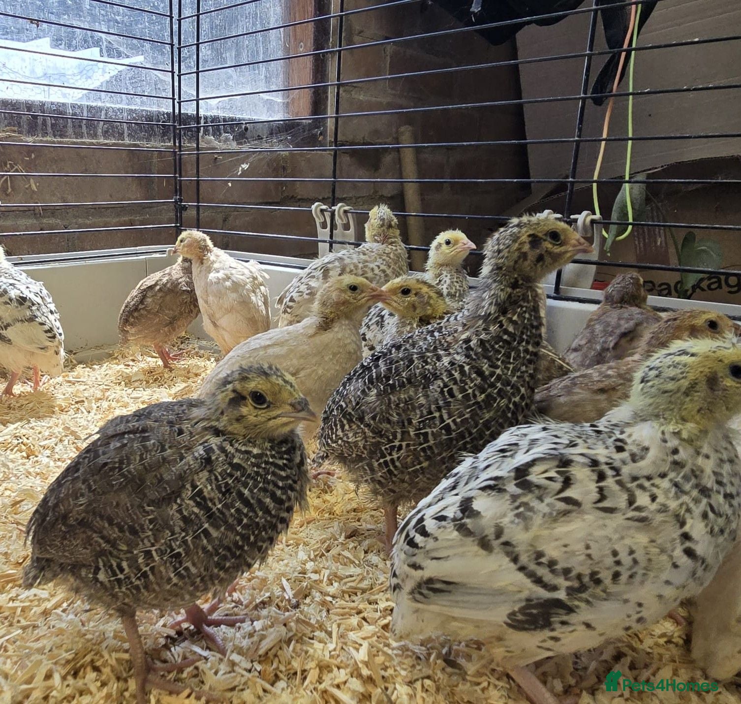 Quail poultry Coturnix (Japanese) Quail - Advert 2