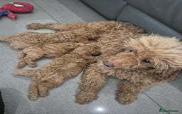 Miniature Poodle dogs for sale: KC Fox Red Miniature Poodle Boys - Image 25