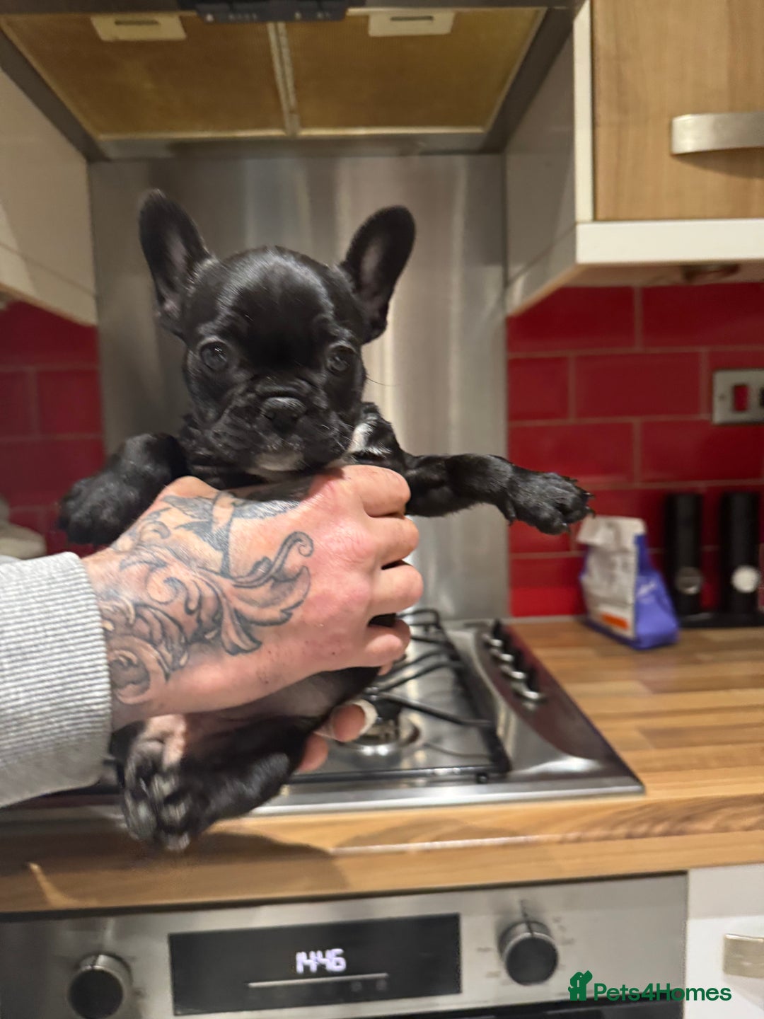 French Bulldog dogs for sale: 1 French bulldog girl left - Advert 2