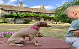 Italian Greyhound dogs for sale: Italian greyhound puppies KC reg. European lineage - Image 22