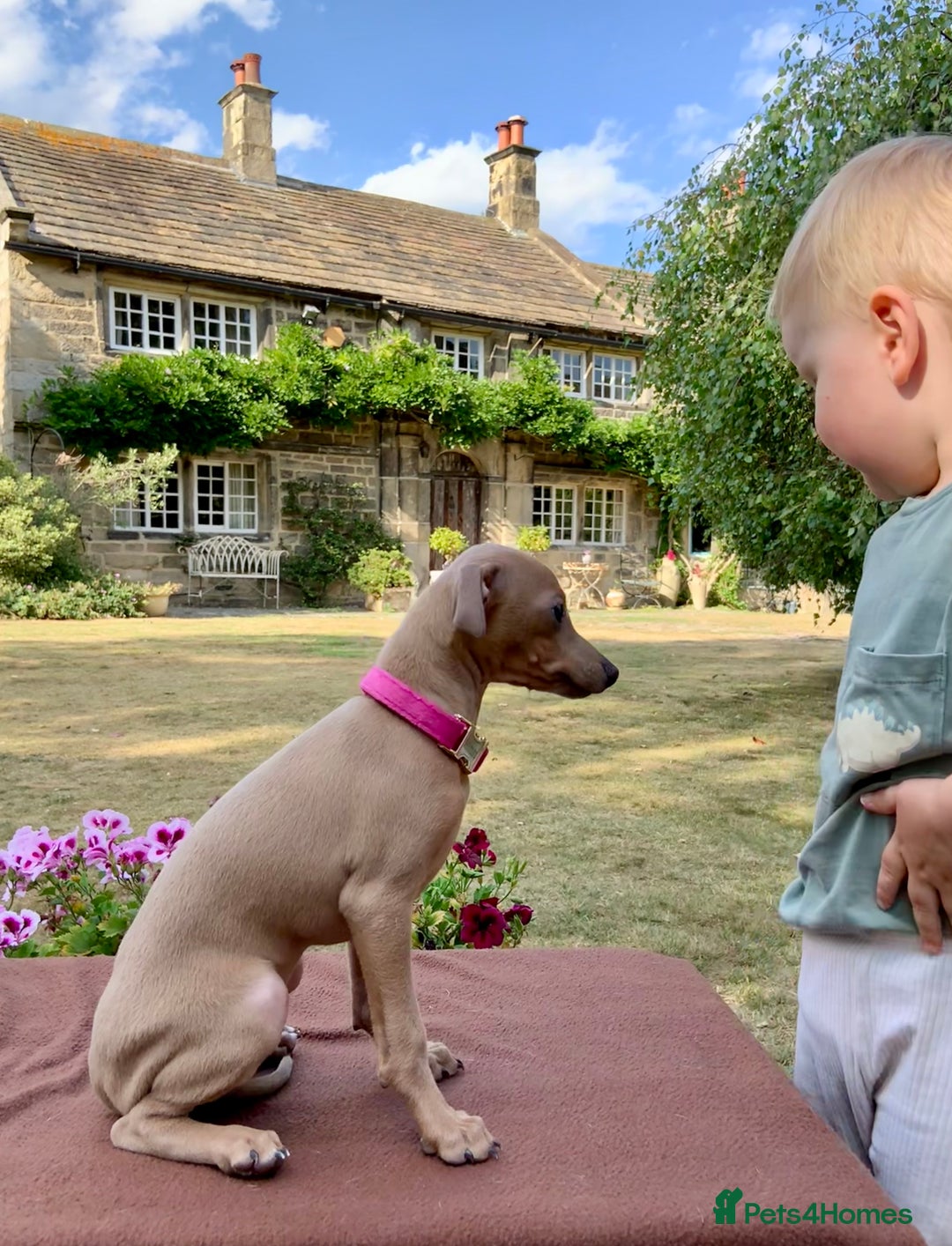 Italian Greyhound dogs for sale: Italian greyhound puppies KC reg. European lineage - Image 22