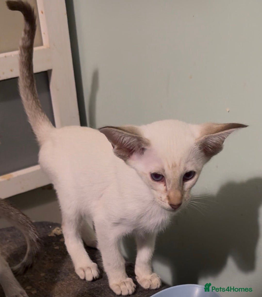 Siamese cats for sale: Beautiful Pedigree Siamese kitten GCCF Registered  - Advert 6