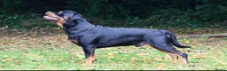 Rottweiler dogs for sale: Rottweiler Puppies  - Advert 6