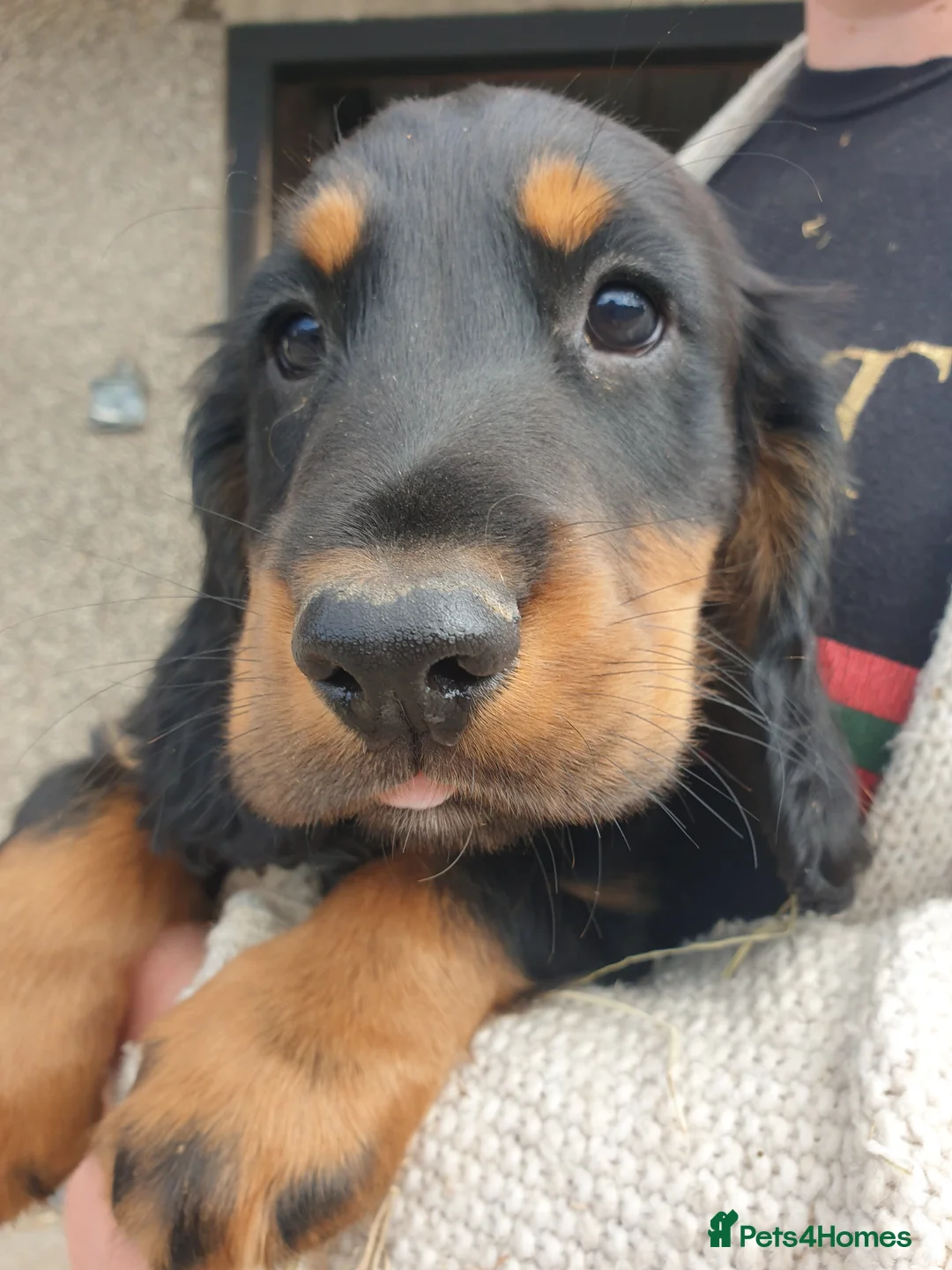 Cocker Spaniel dogs for sale: Beautiful boy cocker spaniel - Advert 1