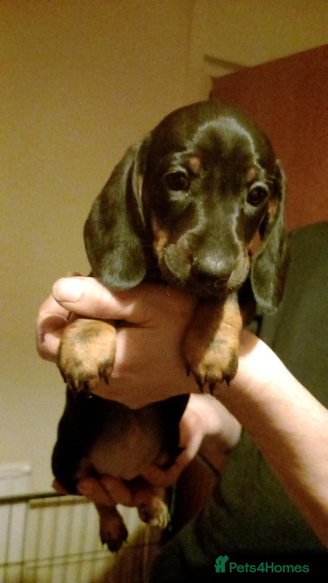Dachshund dogs for sale: Dachshund puppies - Advert 1